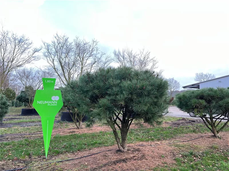 Pinus densiflora 'Umbraculifera'