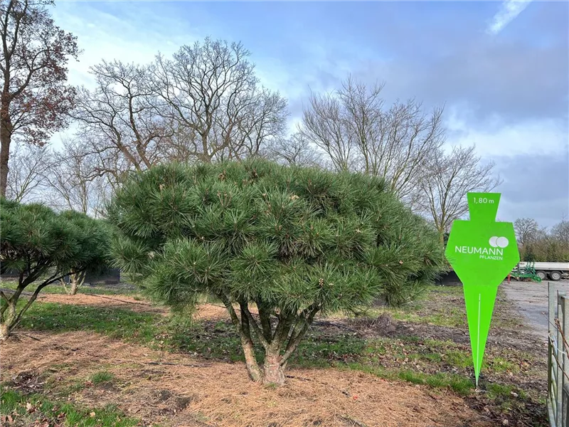 Pinus densiflora 'Umbraculifera'