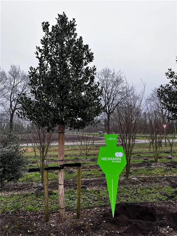 Ilex mutchagara 'Nellie R.Stevens'