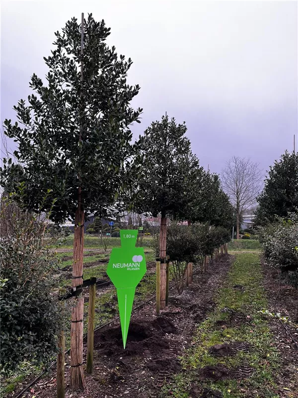 Ilex mutchagara 'Nellie R.Stevens'