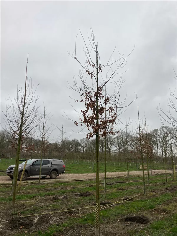 Quercus robur