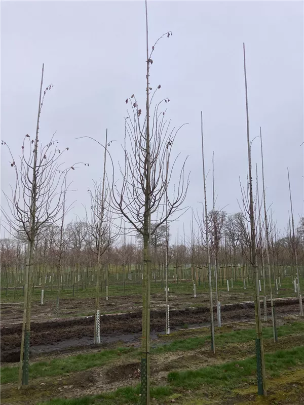 Tilia cordata 'Rancho'