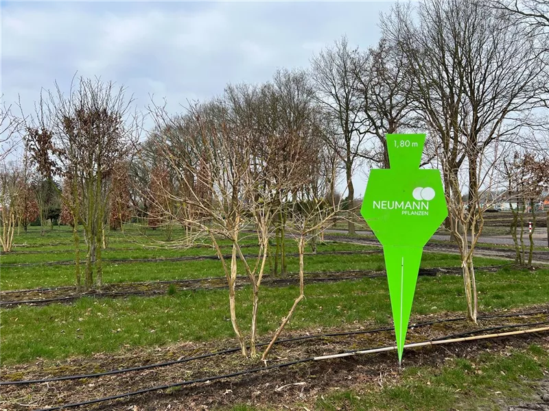 Heptacodium miconioides