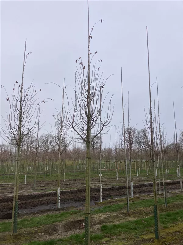 Tilia cordata