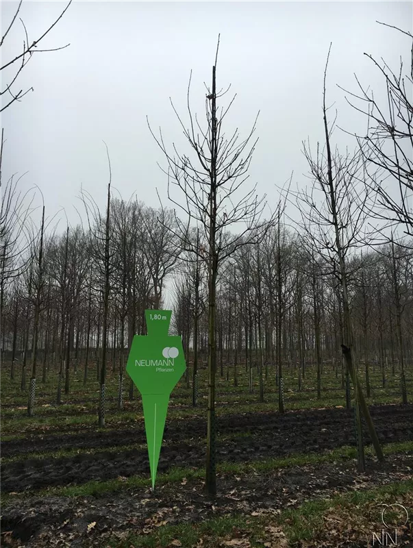 Quercus robur