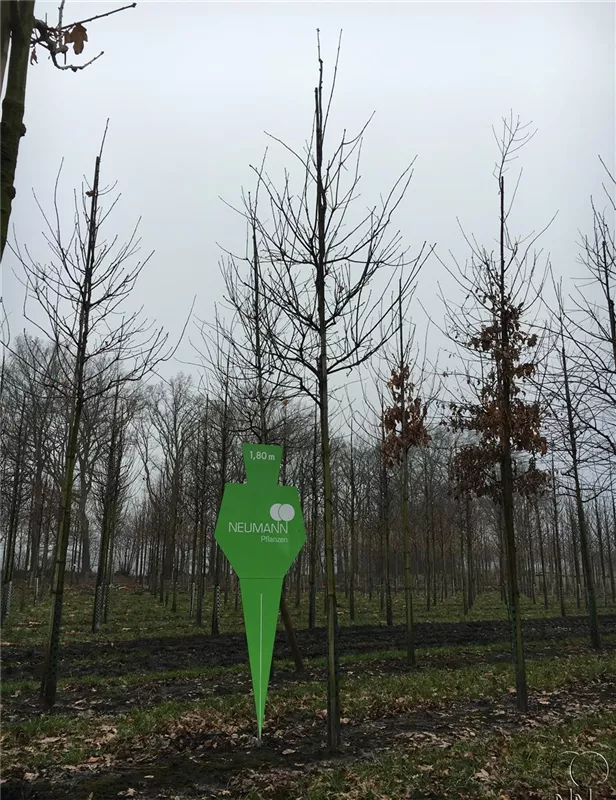 Quercus robur