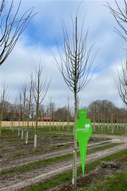 Tilia cordata
