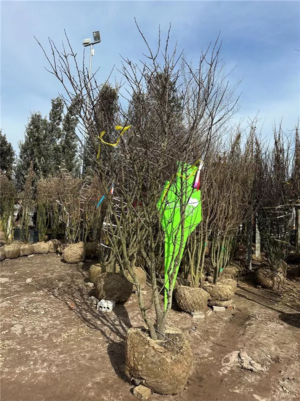 Cercis siliquastrum
