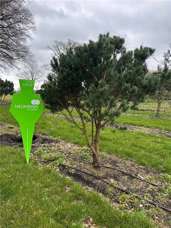 Pinus sylvestris 'Watereri'