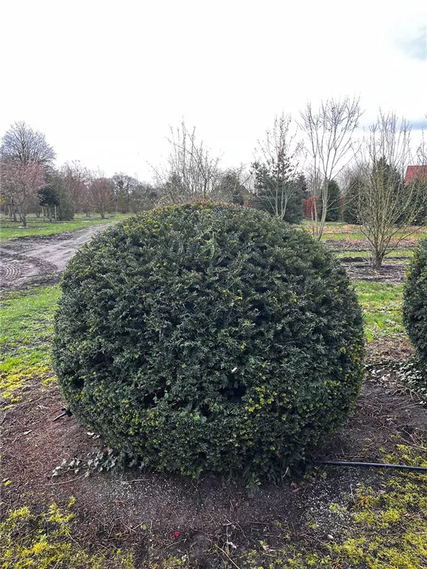 Taxus baccata