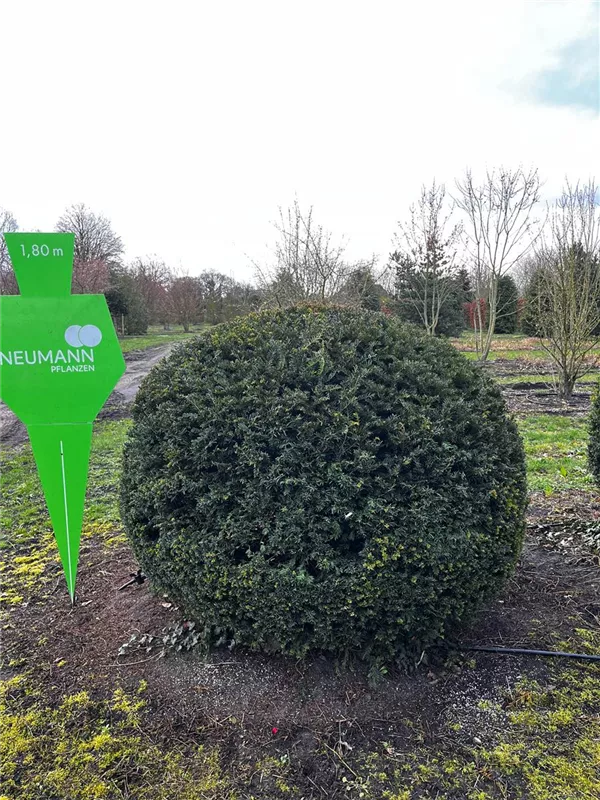Taxus baccata