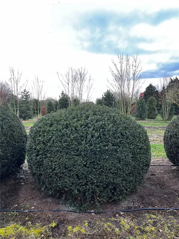 Taxus baccata