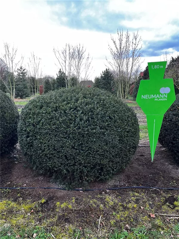 Taxus baccata