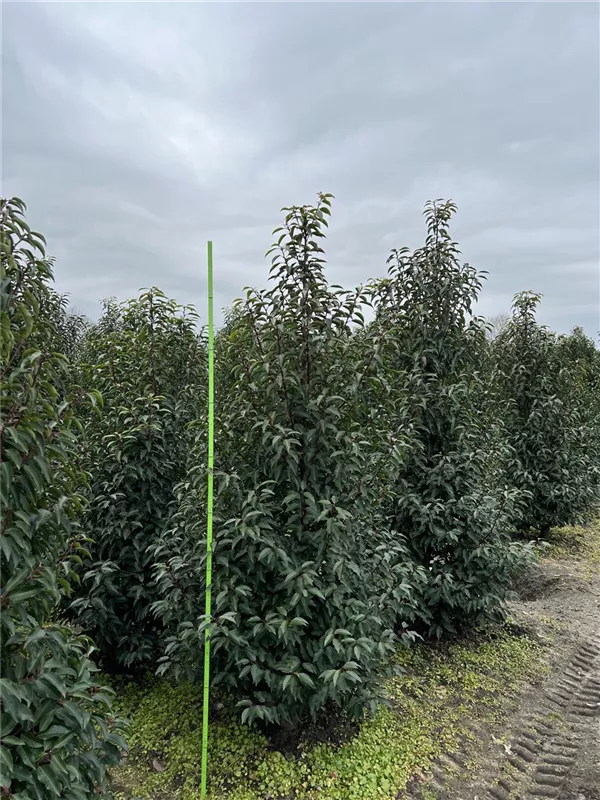 Prunus lusitanica 'Angustifolia'