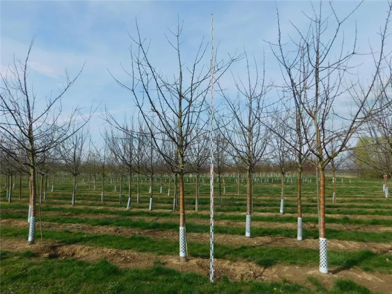 Malus 'Jakob Lebel' CAC