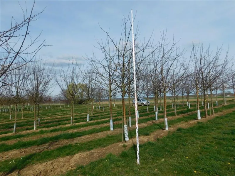 Malus 'Jakob Lebel' CAC