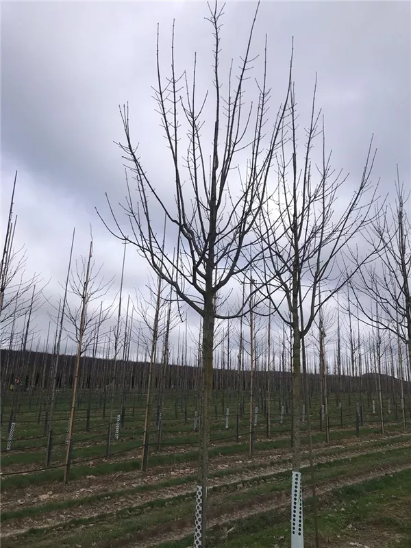 Acer pseudoplatanus 'Bruchem'