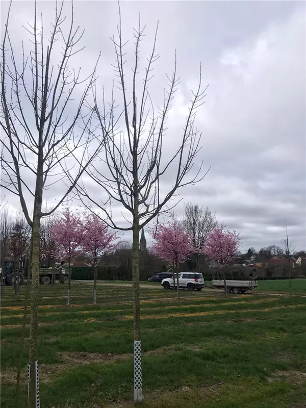 Acer pseudoplatanus 'Bruchem'