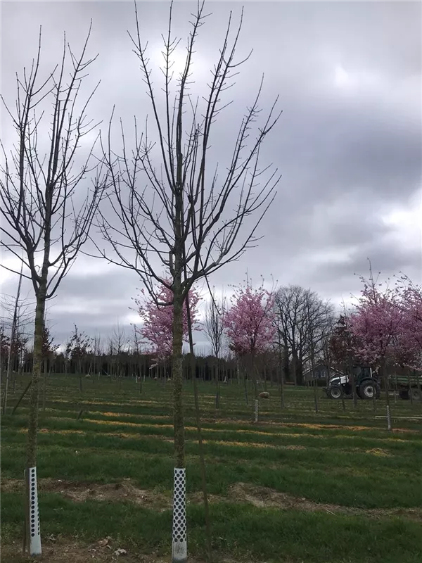 Acer pseudoplatanus 'Bruchem'