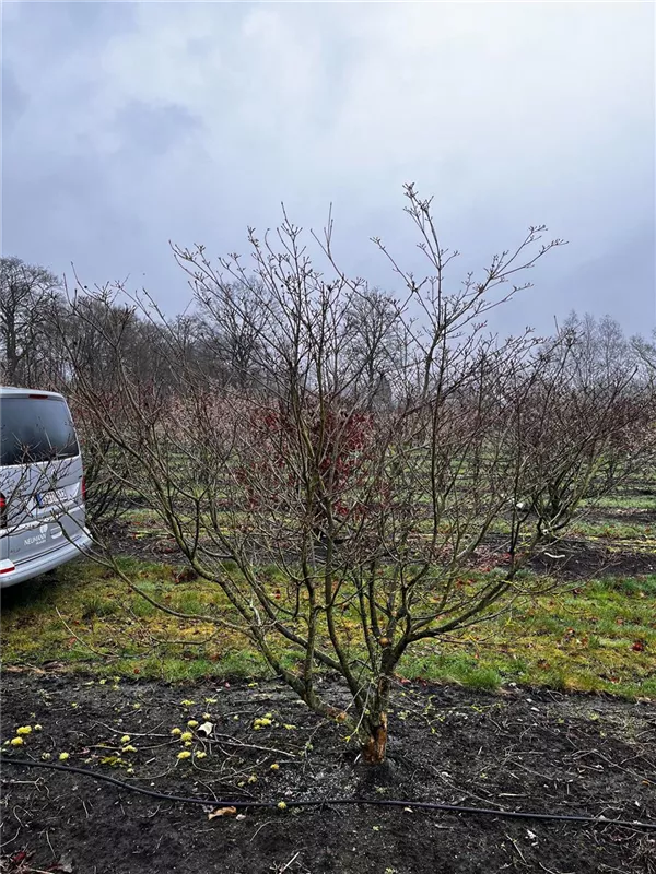Cornus kousa 'Satomi'