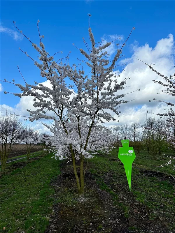 Prunus yedoensis