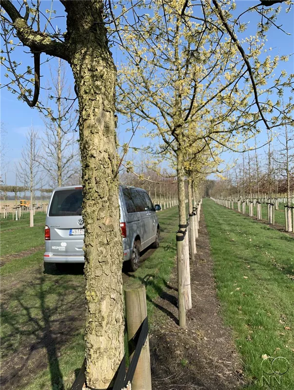 Cornus mas