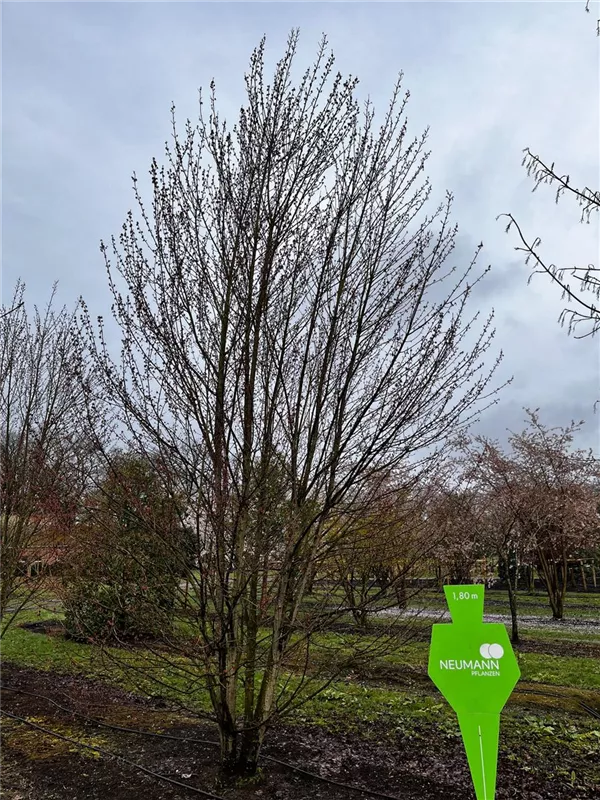 Acer rubrum