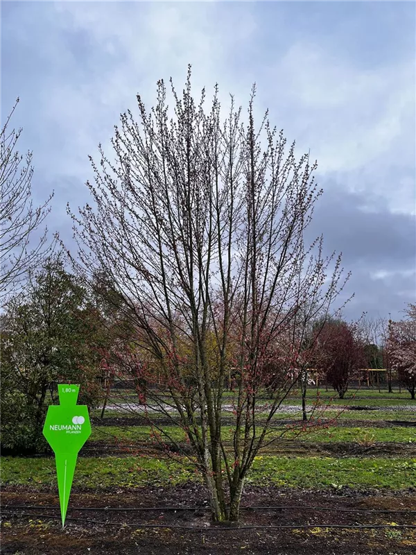 Acer rubrum