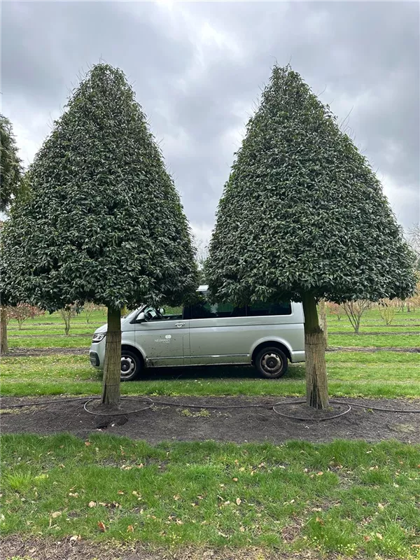 Prunus lusitanica 'Angustifolia'