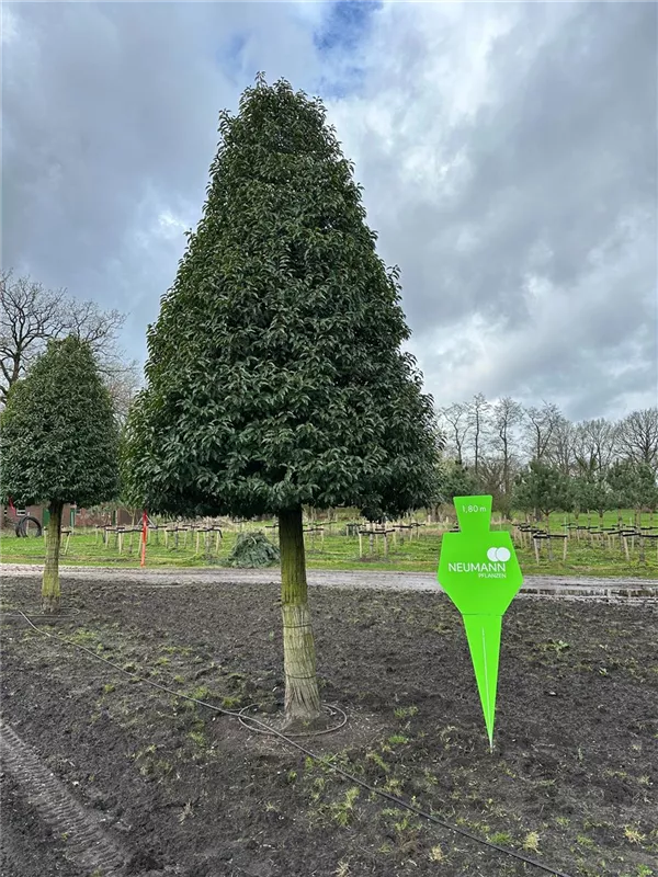 Prunus lusitanica 'Angustifolia'