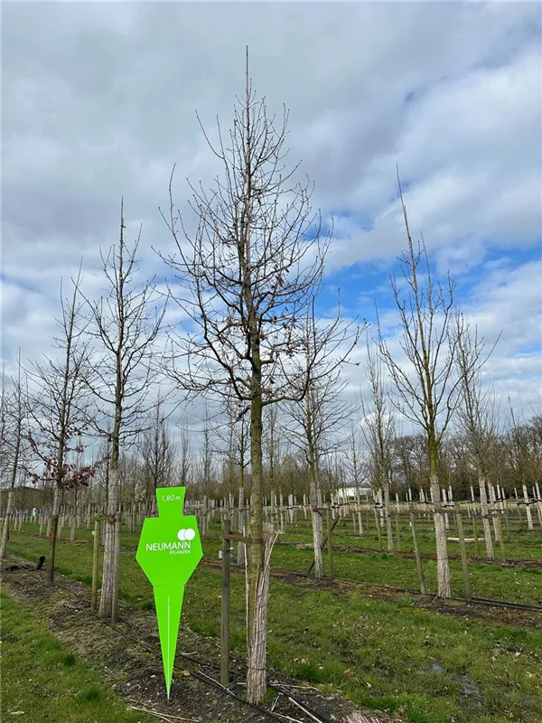 Quercus petraea
