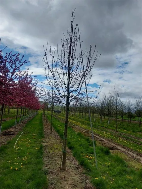 Pyrus com.'Williams Christbirne' CAC