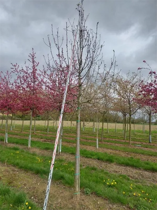 Pyrus com.'Williams Christbirne' CAC