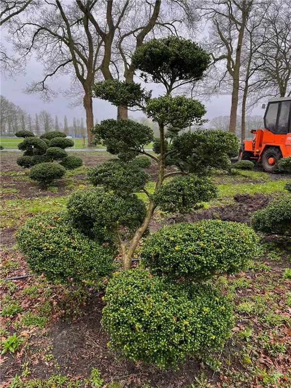 Ilex crenata 'Convexa'