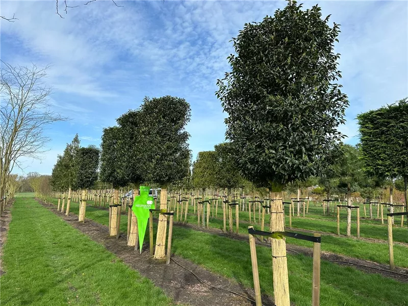 Prunus lusitanica 'Angustifolia'