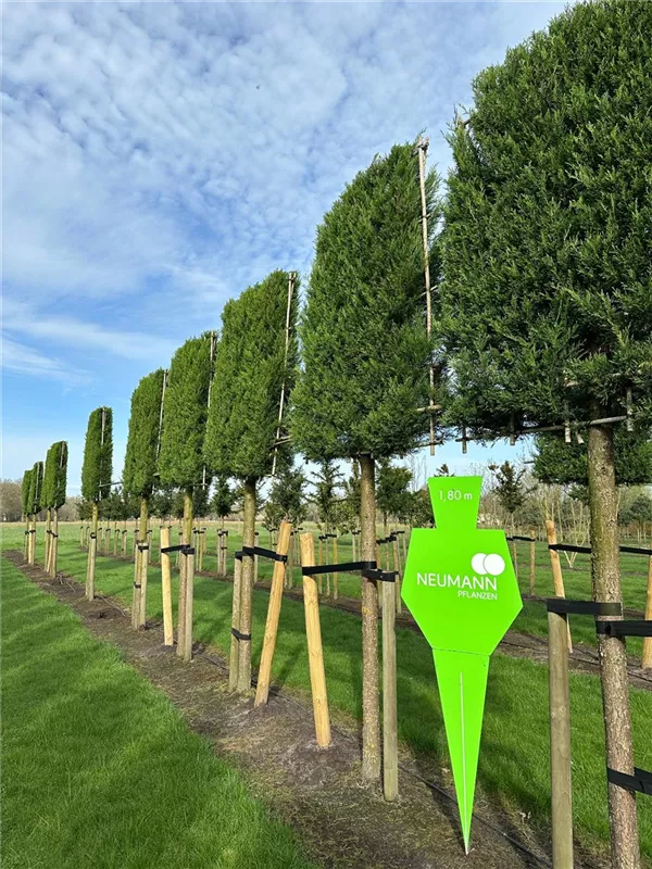 Cupressocyparis leylandii