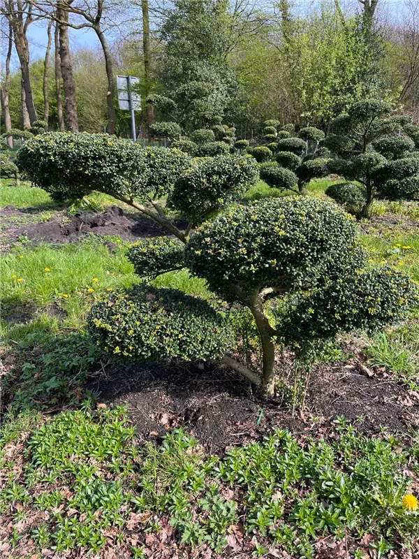 Ilex crenata 'Convexa'