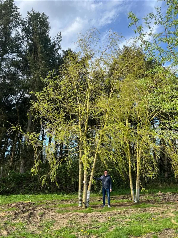 Salix alba 'Tristis'