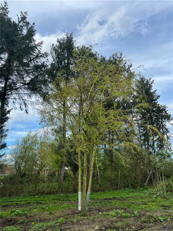 Salix alba 'Tristis'