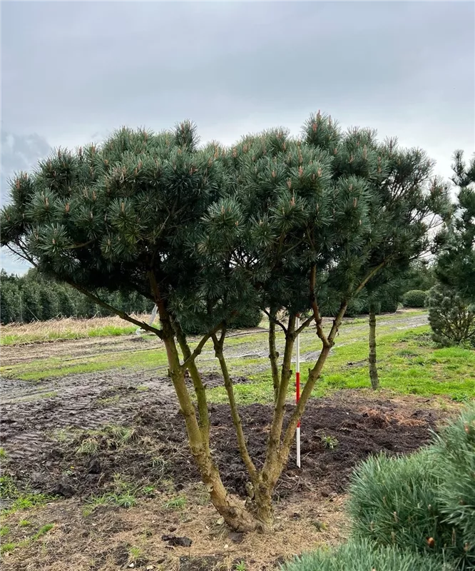 Pinus sylvestris 'Watereri'