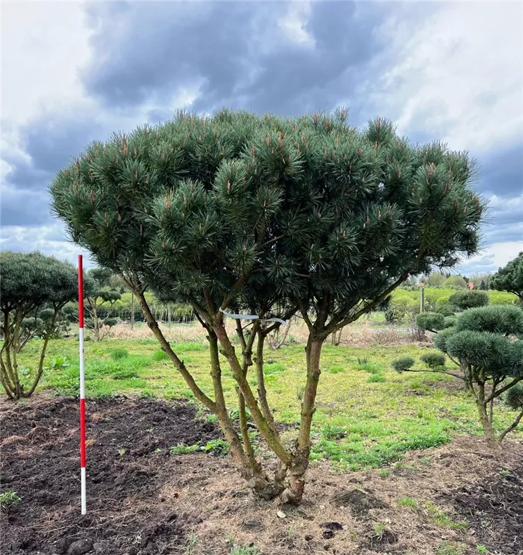 Pinus sylvestris 'Watereri'