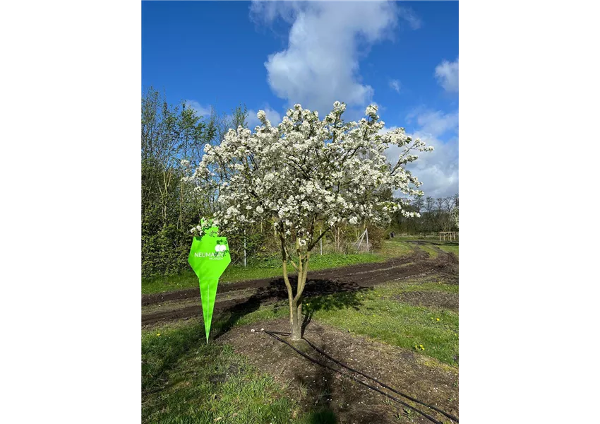 Zierapfel 'Evereste' -R-