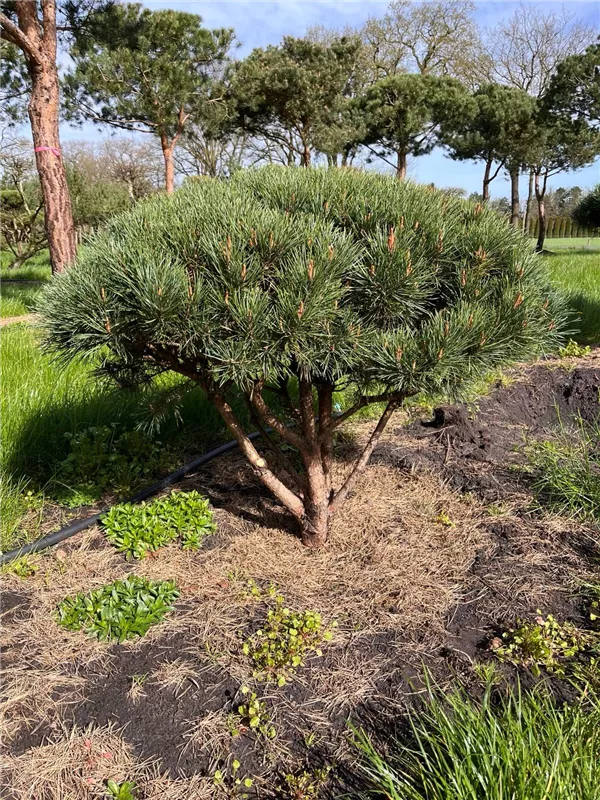 Pinus sylvestris 'Watereri'