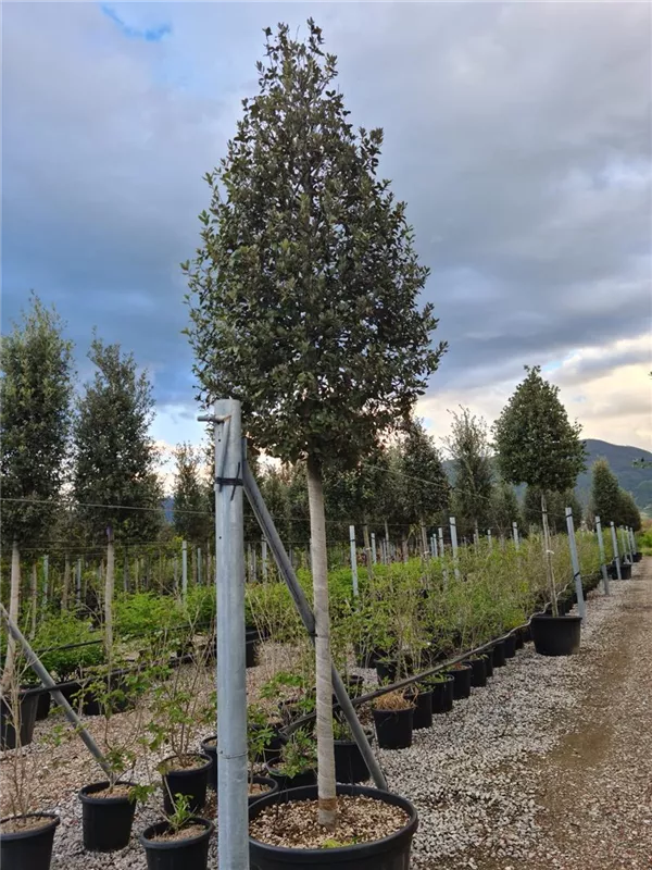 Quercus ilex