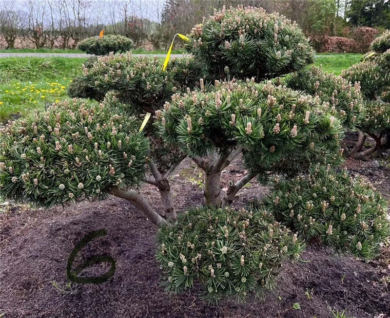 Pinus mugo 'Mops'