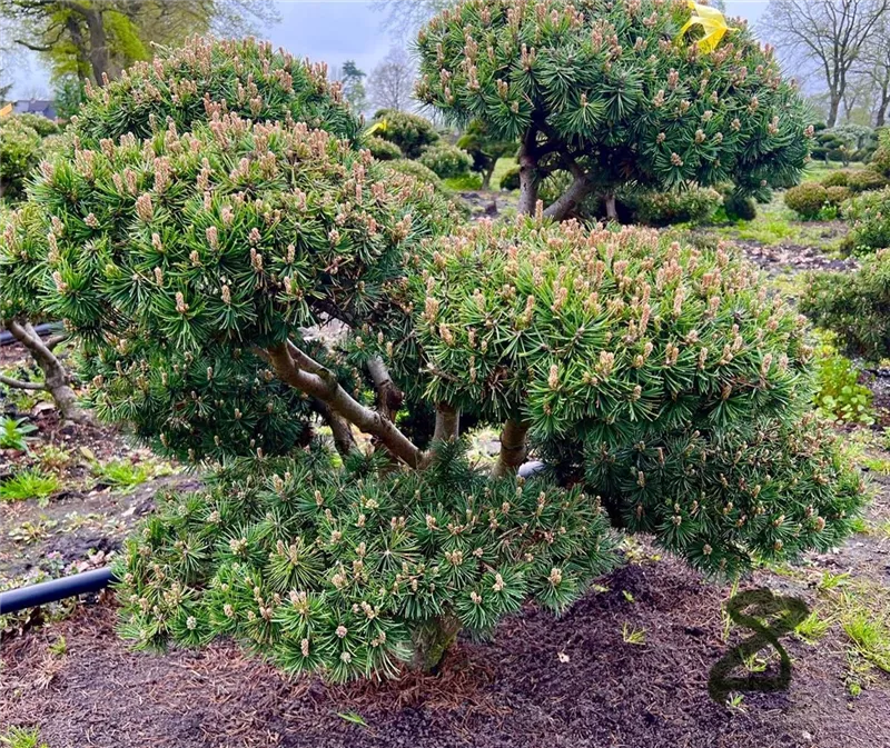 Pinus mugo 'Mops'