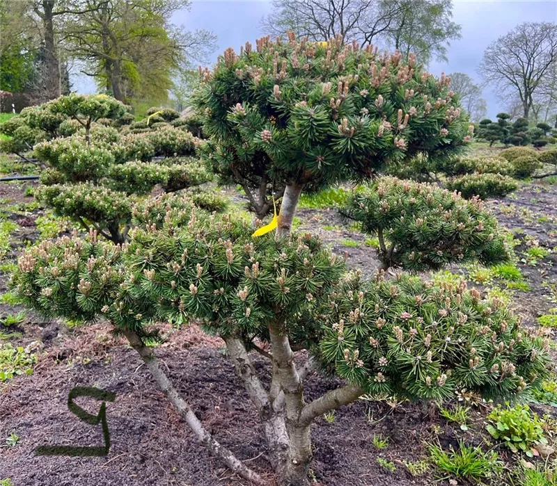 Pinus mugo 'Mops'