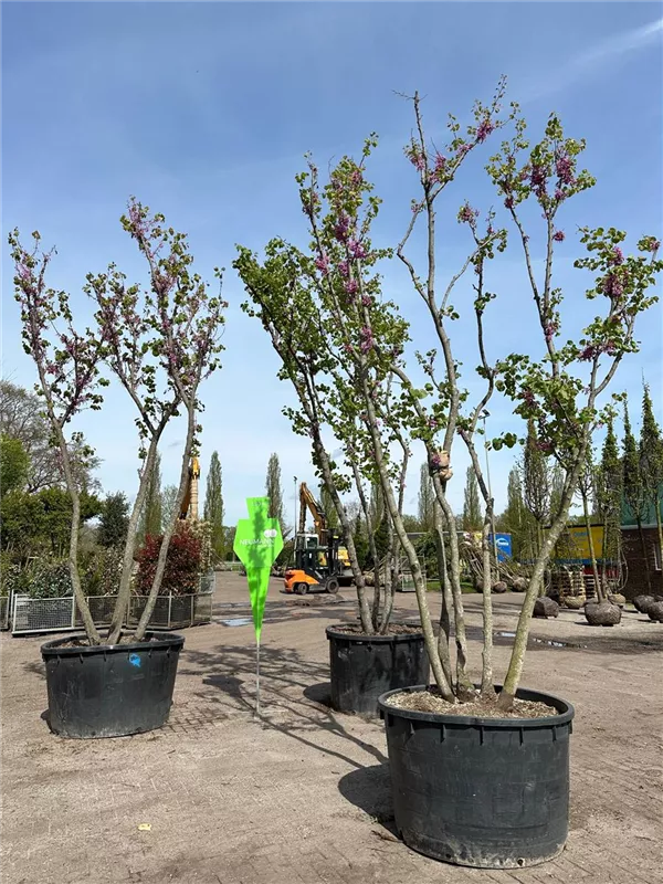 Cercis siliquastrum