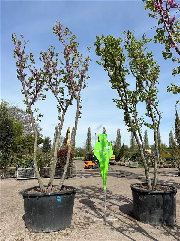 Cercis siliquastrum