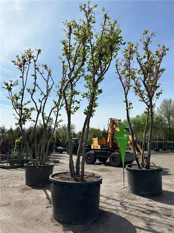 Cercis siliquastrum
